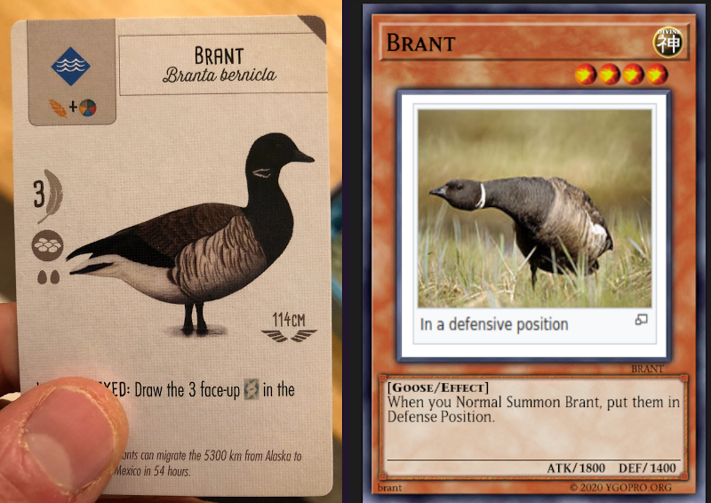 Two Brants - the actual Wingspan card, and a mocked up Yu-Gi-Oh card.
