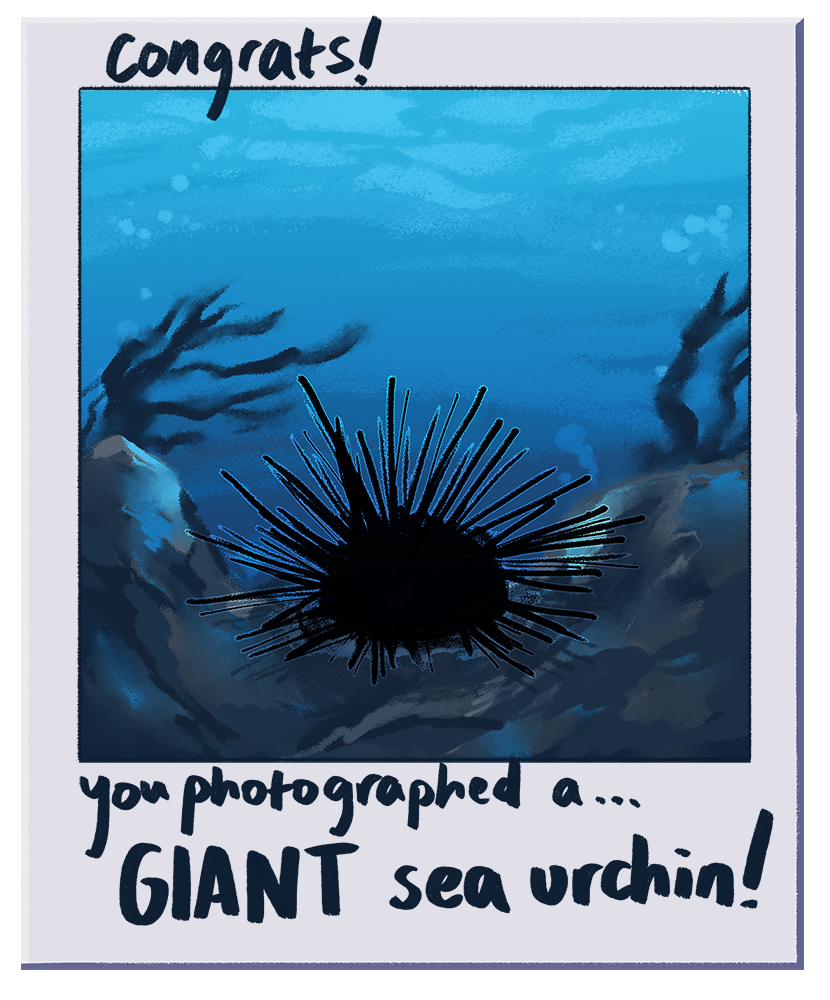 urchin pic